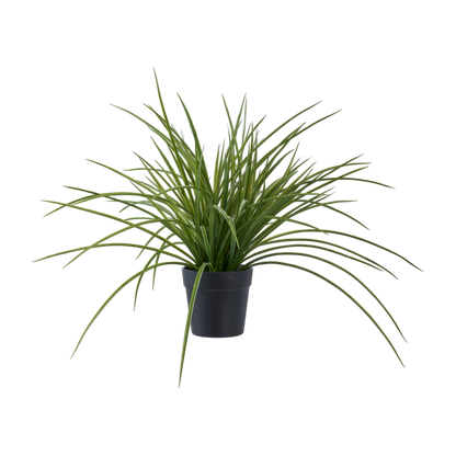 Plante herbe