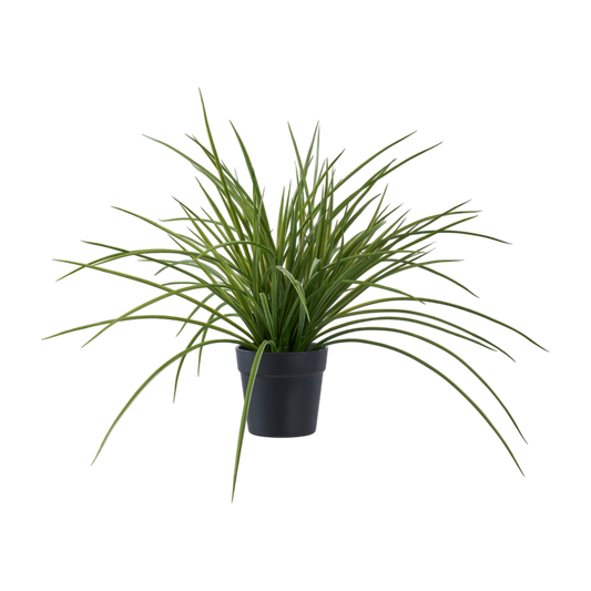Plante herbe