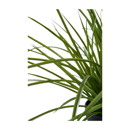 Plante herbe