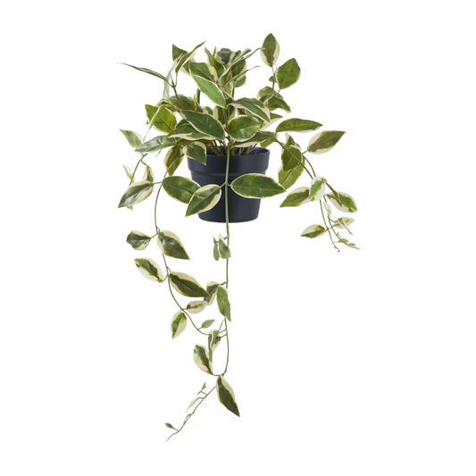 Plante Hoya Carnosa