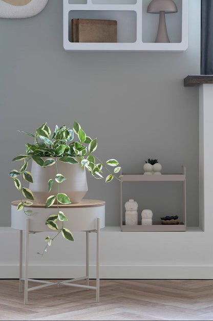 Plante Hoya Carnosa