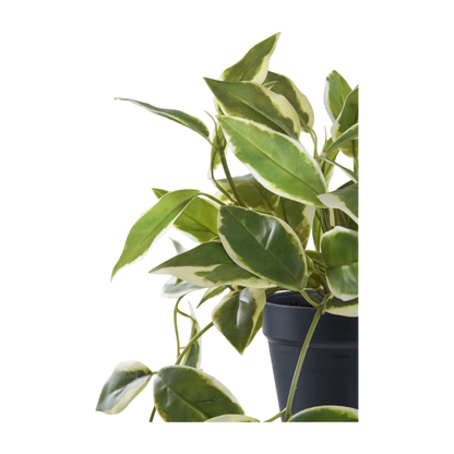 Plante Hoya Carnosa