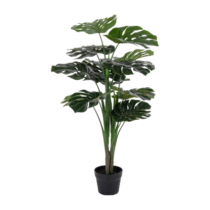 Plante Monstera