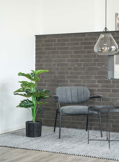 Plante Monstera