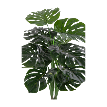 Plante Monstera