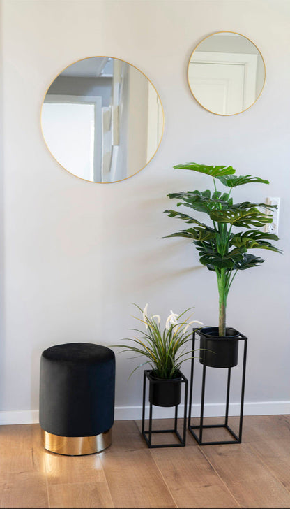 Plante Monstera
