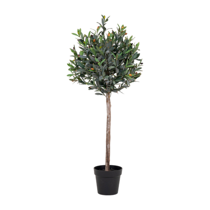Olivier arbre 120 cm