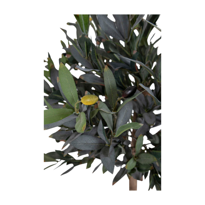 Olivier arbre 120 cm
