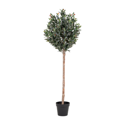 Olivier arbre 150 cm