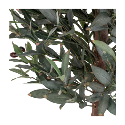 Olivier arbre 150 cm
