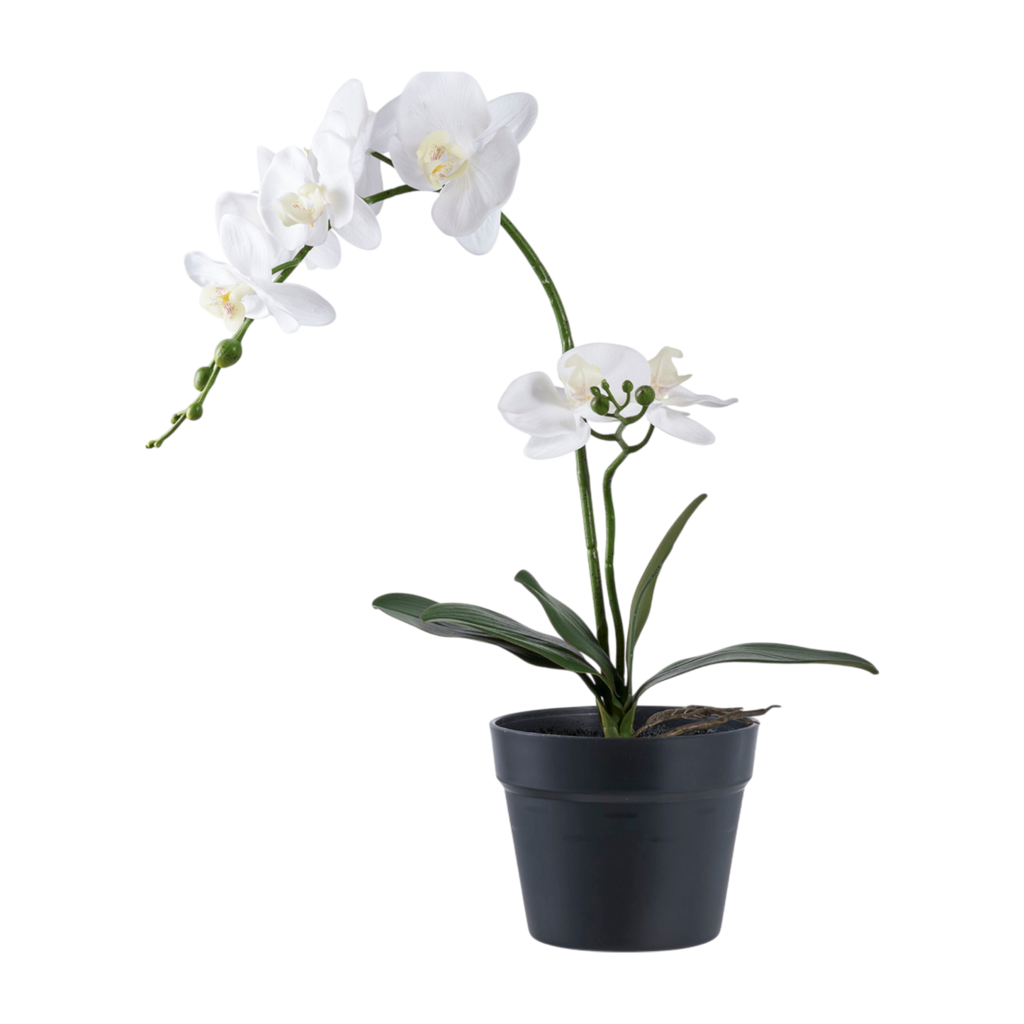 Orchidée blanche