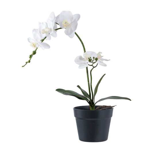 Orchidée blanche
