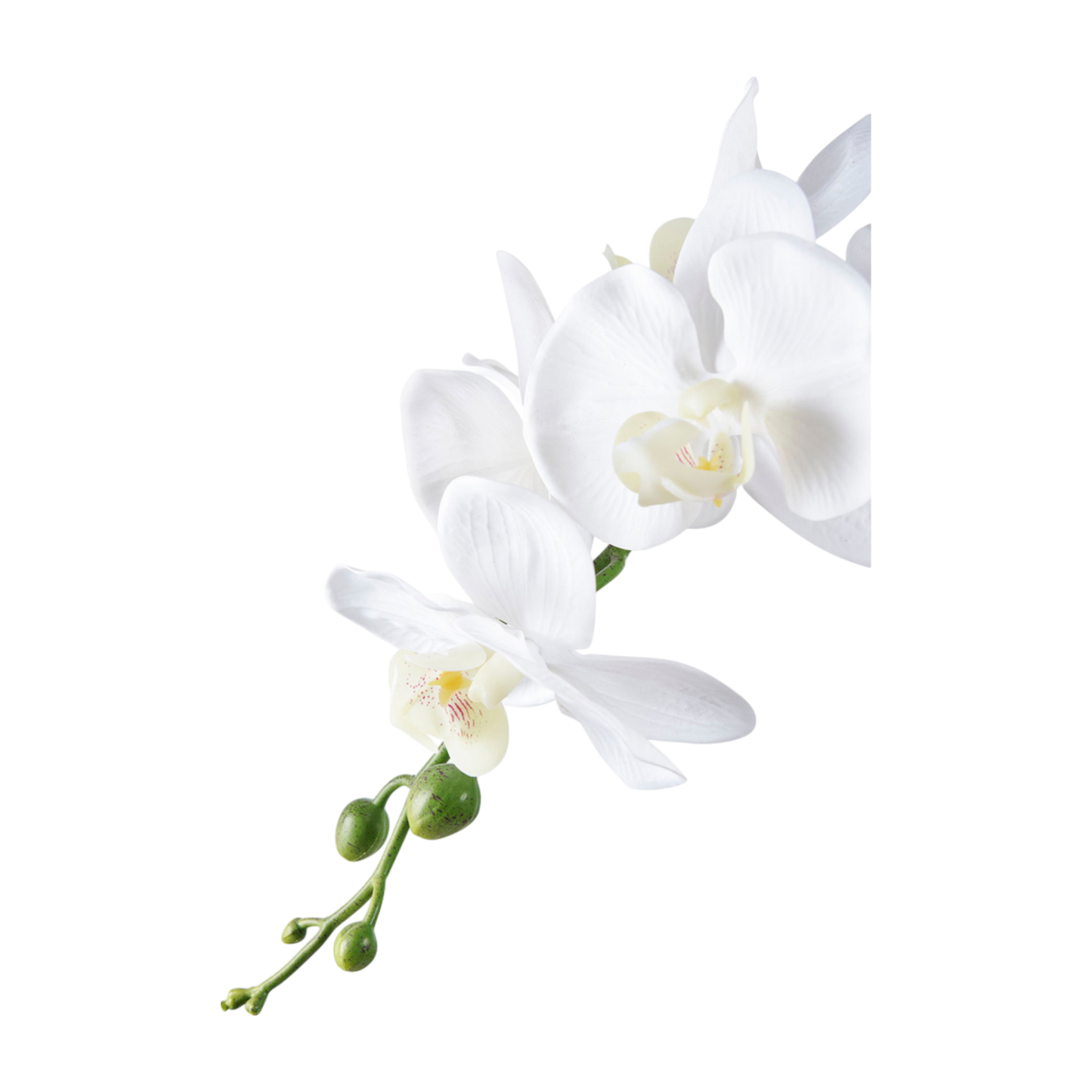 Orchidée blanche