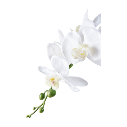 Orchidée blanche