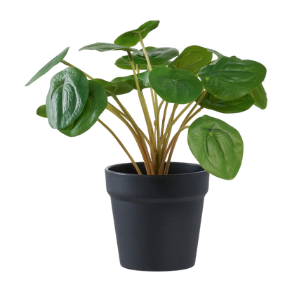Plante Pelia