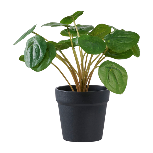 Plante Pelia