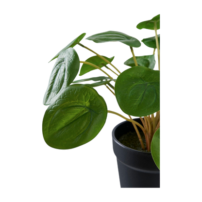 Plante Pelia