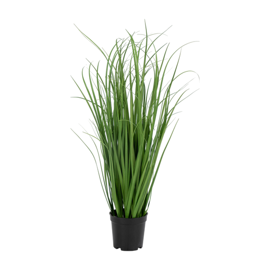 Herbe Poa