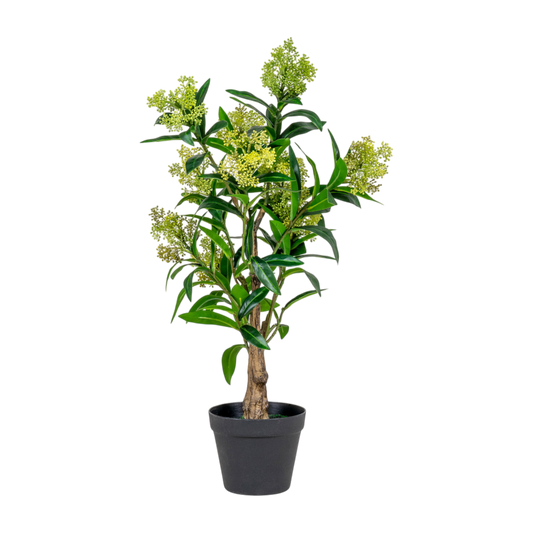 Arbre Skimmia