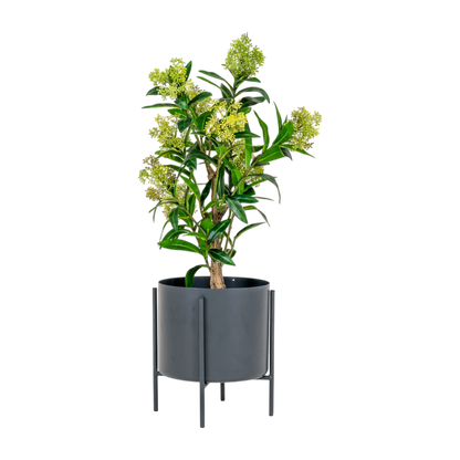 Arbre Skimmia