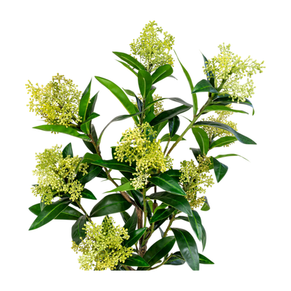 Arbre Skimmia