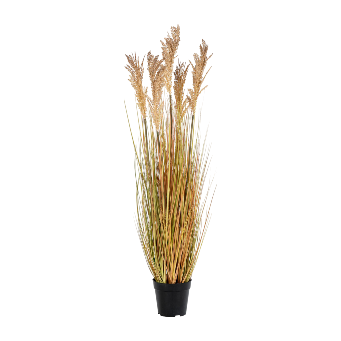 Plante herbe de Sorgho