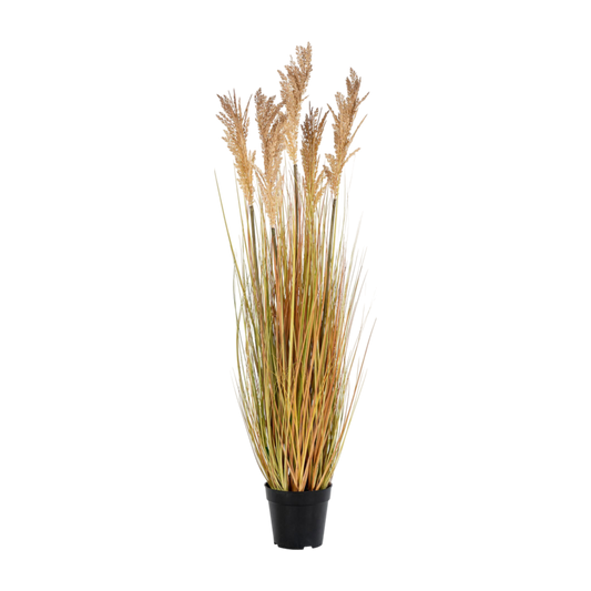 Plante herbe de Sorgho