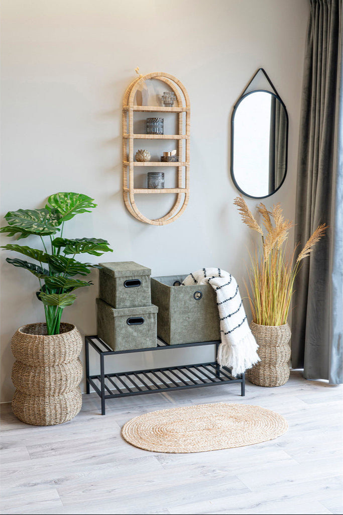 Plante herbe de Sorgho